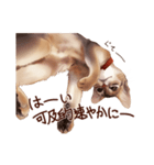 猫すたんぷアビシニアン（個別スタンプ：12）