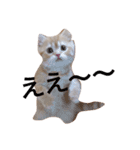 こぱんくん。（個別スタンプ：13）