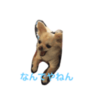 モモララスタンプ（個別スタンプ：2）