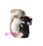 モモララスタンプ（個別スタンプ：3）