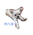 モモララスタンプ（個別スタンプ：8）
