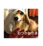 ドッグリフレオッジ5 ver.チリン（個別スタンプ：2）