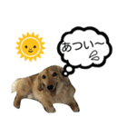 ドッグリフレオッジ5 ver.チリン（個別スタンプ：3）