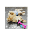 ドッグリフレオッジ5 ver.チリン（個別スタンプ：7）