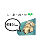 ドッグリフレオッジ5 ver.チリン（個別スタンプ：12）