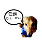 ドッグリフレオッジ5 ver.チリン（個別スタンプ：13）