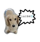 ドッグリフレオッジ5 ver.チリン（個別スタンプ：14）