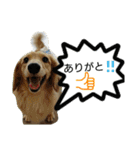 ドッグリフレオッジ5 ver.チリン（個別スタンプ：16）