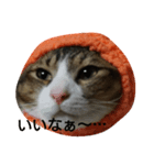 帽子ねこ（個別スタンプ：1）