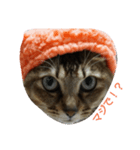 帽子ねこ（個別スタンプ：2）