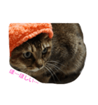 帽子ねこ（個別スタンプ：3）
