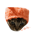 帽子ねこ（個別スタンプ：4）