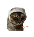 帽子ねこ（個別スタンプ：5）