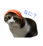 帽子ねこ（個別スタンプ：6）