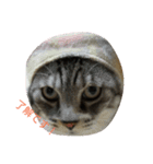 帽子ねこ（個別スタンプ：7）