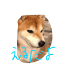 えるたんのスタンプだよ！（個別スタンプ：1）