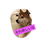 えるたんのスタンプだよ！（個別スタンプ：3）