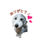 ワンコのロクイチ君 vol.1（個別スタンプ：2）