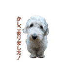 ワンコのロクイチ君 vol.1（個別スタンプ：4）