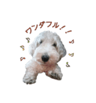 ワンコのロクイチ君 vol.1（個別スタンプ：6）