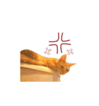 Miumiu＆Miube cat（個別スタンプ：4）