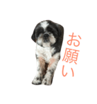 ジョンジョル君（個別スタンプ：4）