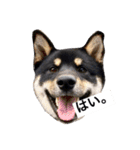 黒柴犬ぴすけのリアクションスタンプ（個別スタンプ：1）
