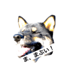 黒柴犬ぴすけのリアクションスタンプ（個別スタンプ：2）