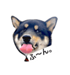 黒柴犬ぴすけのリアクションスタンプ（個別スタンプ：4）