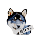 黒柴犬ぴすけのリアクションスタンプ（個別スタンプ：5）