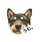 黒柴犬ぴすけのリアクションスタンプ（個別スタンプ：6）