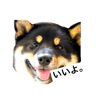 黒柴犬ぴすけのリアクションスタンプ（個別スタンプ：7）