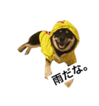 黒柴犬ぴすけのリアクションスタンプ（個別スタンプ：8）