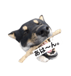 黒柴犬ぴすけのリアクションスタンプ（個別スタンプ：9）