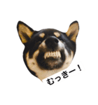 黒柴犬ぴすけのリアクションスタンプ（個別スタンプ：10）