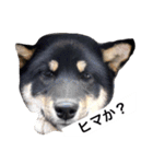 黒柴犬ぴすけのリアクションスタンプ（個別スタンプ：11）