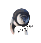 黒柴犬ぴすけのリアクションスタンプ（個別スタンプ：12）