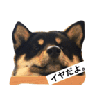 黒柴犬ぴすけのリアクションスタンプ（個別スタンプ：13）