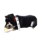 黒柴犬ぴすけのリアクションスタンプ（個別スタンプ：15）