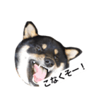 黒柴犬ぴすけのリアクションスタンプ（個別スタンプ：16）