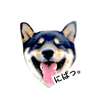 黒柴犬ぴすけのリアクションスタンプ（個別スタンプ：17）