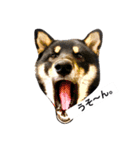 黒柴犬ぴすけのリアクションスタンプ（個別スタンプ：18）