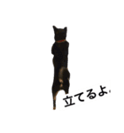 黒柴犬ぴすけのリアクションスタンプ（個別スタンプ：19）