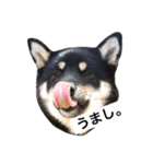 黒柴犬ぴすけのリアクションスタンプ（個別スタンプ：20）