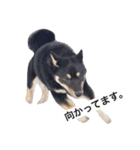 黒柴犬ぴすけのリアクションスタンプ（個別スタンプ：21）