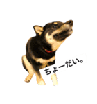 黒柴犬ぴすけのリアクションスタンプ（個別スタンプ：22）