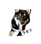 黒柴犬ぴすけのリアクションスタンプ（個別スタンプ：23）