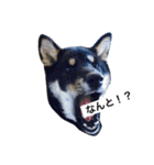 黒柴犬ぴすけのリアクションスタンプ（個別スタンプ：24）