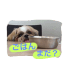 シーズーの1日。（個別スタンプ：1）