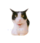 愛犬愛猫スタンプ（個別スタンプ：1）
